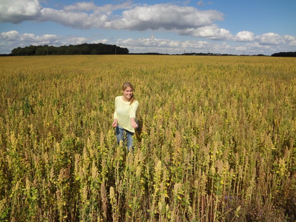 quinoa veld