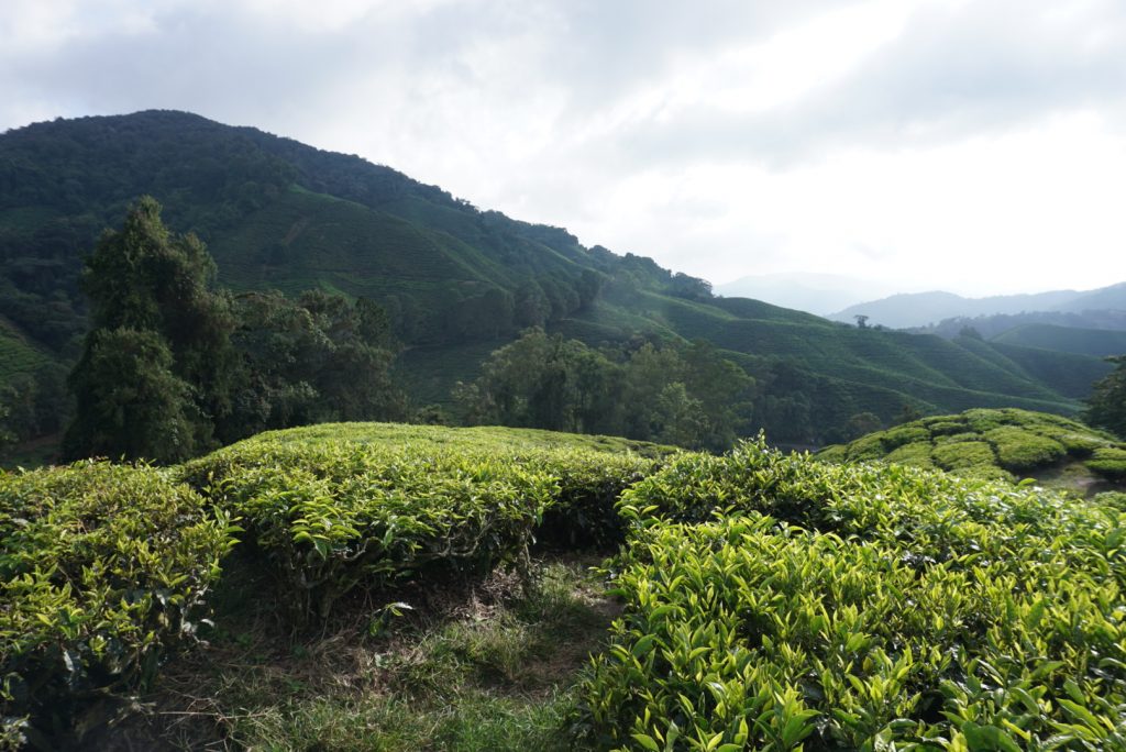 Theevelden Cameron Highlands