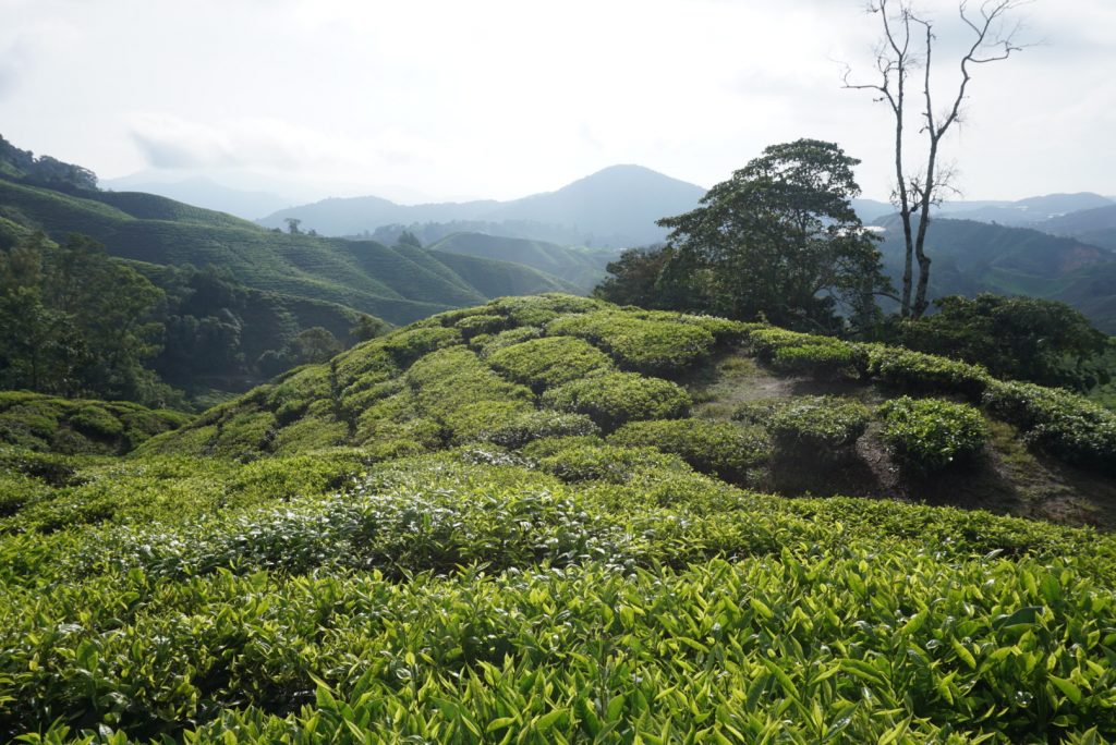 Theevelden Cameron HIghlands uitzicht