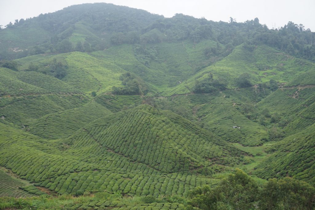 Cameron Highlands