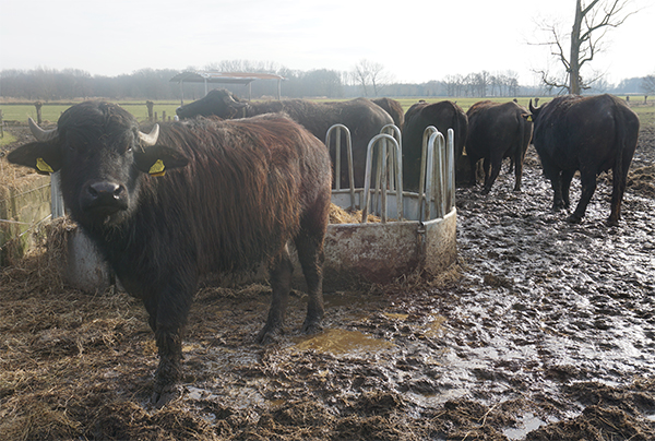 De Stoerderij waterbuffels