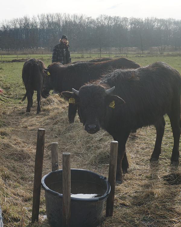 De Stoerderij dames kalfjes waterbuffels