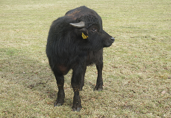 De Stoerderij nieuwsgierig stiertje