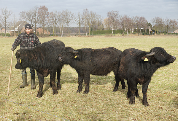 Waterbuffels knuffelen