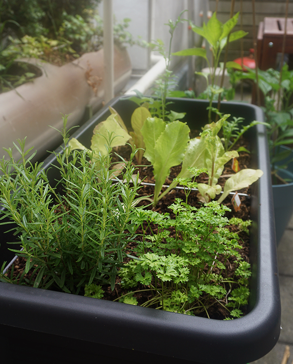 Moestuinbak met kruiden en sla